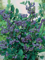 Blauwe Bes (vaccinium Corymbosum Blueberry)