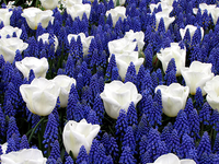 Blauwe En Witte Voorjaarsbloeiers