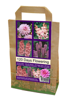 Bloemen Voor 120 Dagen