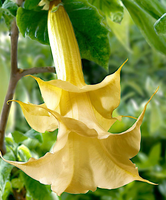 Brugmansia 'twinflowers Gold'