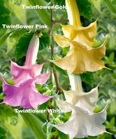 Brugmansia Twinflowers' In 3 Soorten