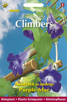 Buzzy® Flowering Climbers Asarina Blue
