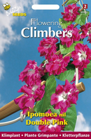 Buzzy® Flowering Climbers Ipomoea Dubbel Rose