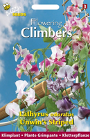 Buzzy® Flowering Climbers Lathyrus Unwin's Striped