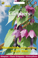 Buzzy® Flowering Climbers Rhodochiton Purple Bells