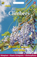 Buzzy® Flowering Climbers Wisteria Blauw