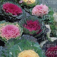 Cabbage Ornamental Mixed