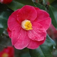 Camellia Japonica 'dr.