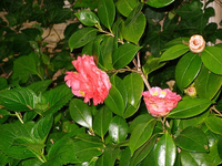 Camellia Japonica 'kramer's