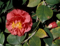 Camellia Reticulata 'mary Williams'