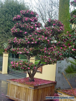Camellia Sasanqua (camellia Als Bonsai) 175/200 Cm
