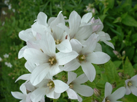 Campanula Lactiflora 'white Pouffe'