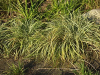 Carex Ornithopoda 'variegata'