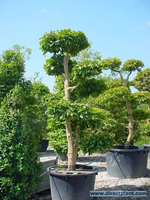 Carpinus Betulus (haagbeuk Als Bonsai) 150/175 Cm