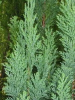 Chamaecyparis Lawsoniana 'columnaris'