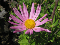 Chrysanthemum 'clara Curtis'