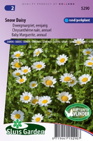 Chrysanthemum Paludosum   Snow Daisy Zaad Bloemzaden