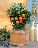 Citrus Mitis (calamondin) (citrofortunella Mitis
