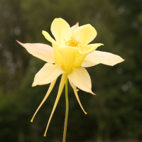 Gele Akelei (aquilegia Chrysantha 'yellow Queen')