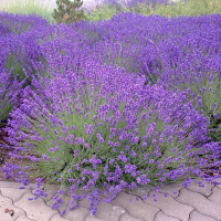 Smalbladige Lavendel