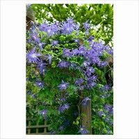 Clematis 'maidwell Hall'