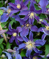 Clematis So Many® 'blue Flowers'