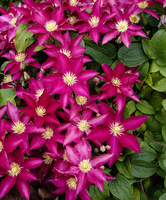 Clematis So Many® 'red Flowers'