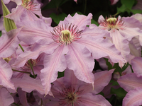 Clematis 'the First Lady'