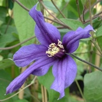 Clematis 'wyevale'
