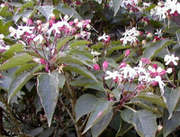 Clerodendrum Trichotomum Fargesii