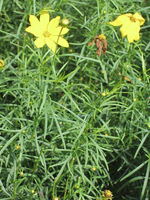 Coreopsis Verticillata 'grandiflora'