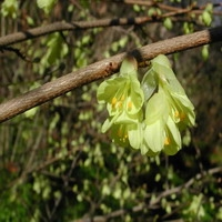 Corylopsis Pauciflora
