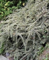 Cotoneaster Atrop. 'variegatus'