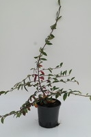Cotoneaster Sal. 'herbstfeuer'