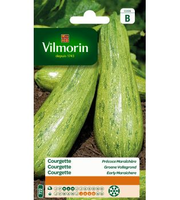 Courgette Groene Vollegrond