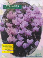 Cyclaam Herdifolium, Dark Pink (cyclaam) Per 5