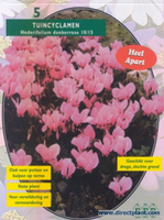 Cyclaam Herdifolium, Light Pink (cylaam) Per 5