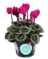 Cyclaam Morelips® 'mini Zilverblad' Roze