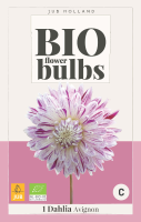 Dahlia Avignon Bio Flowerbulbs
