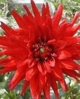 Dahlia Cactus Perk Red Pigmy