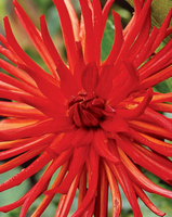 Dahlia Cactus Rood (voordeelpakket)