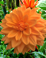 Dahlia Decoratief Oranje