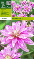 Dahlia Decoratief Razzle Dazzle
