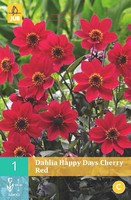Dahlia Happy Days Cherry Red
