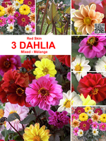 Dahlia Redskin Mix