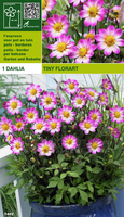Dahlia Topmix Tiny Florart