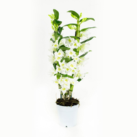 Dendrobium Nobil Apollon60 Cm