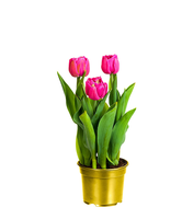 Dubbelbloemige Tulpen