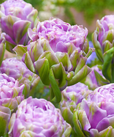 Dubbelbloemige Tulpen 'violet Pranaa'