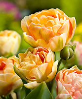 Dubbelbloemige Tulpen 'charming Beauty'